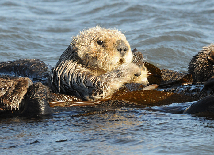Sea_Otter-smallDSC_6708