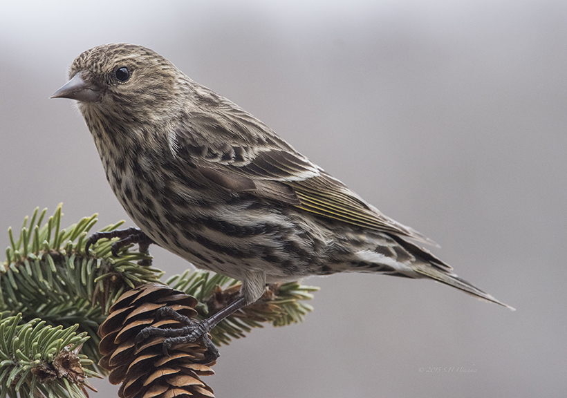 Siskin-spruceSHH_1283