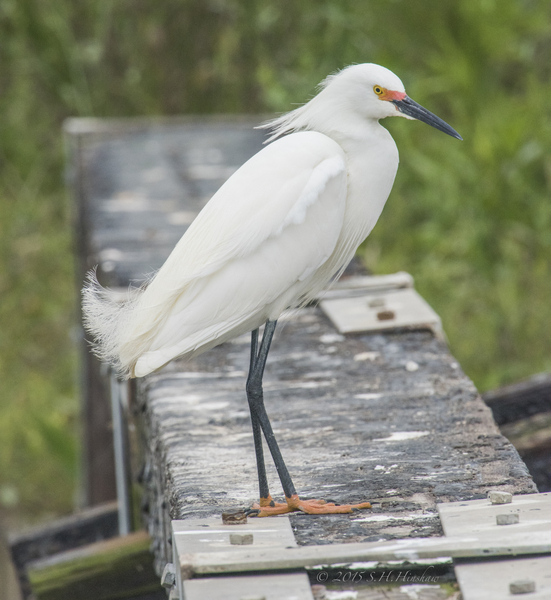 Snowy_Egret-SHH_3189