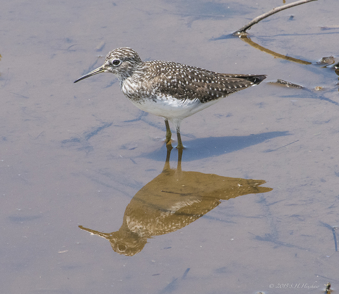 Solitary_Sandpiper-SMALL-SHH_2496