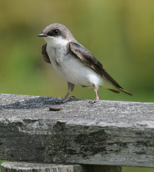 Tree_Swallow-femaleDSC_6328