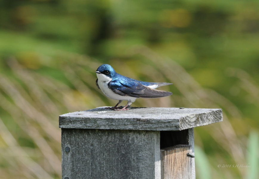 Tree_Swallow_maleDSC_6236