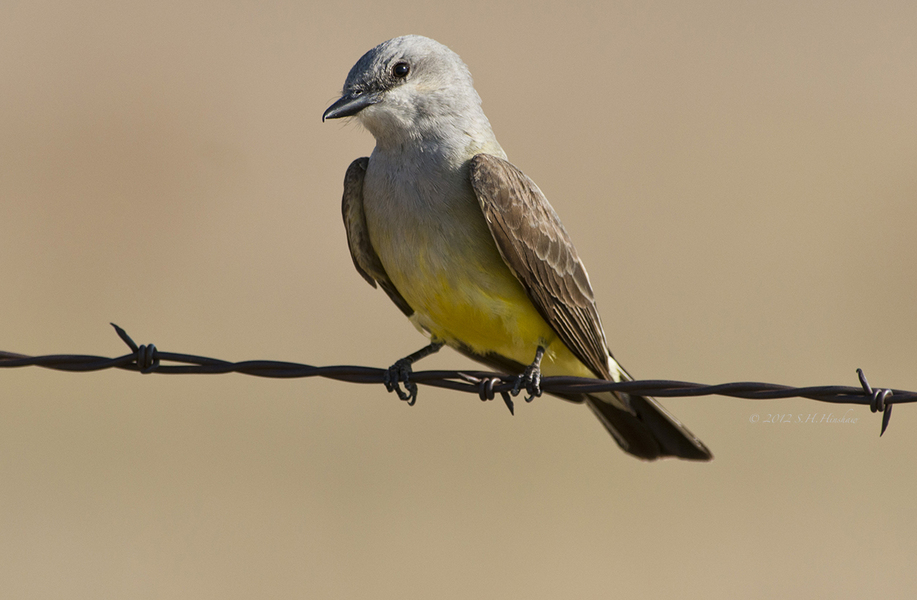 Western_KingbirdSHH_4869