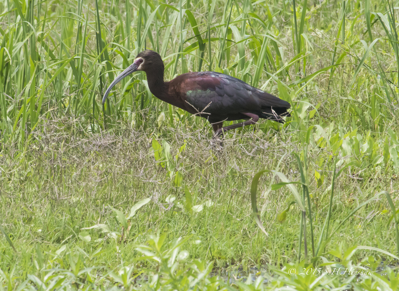 White-faced_Ibis-SHH_2839