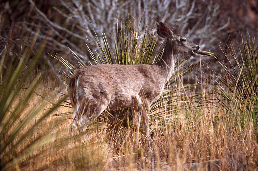 Whitetail5a