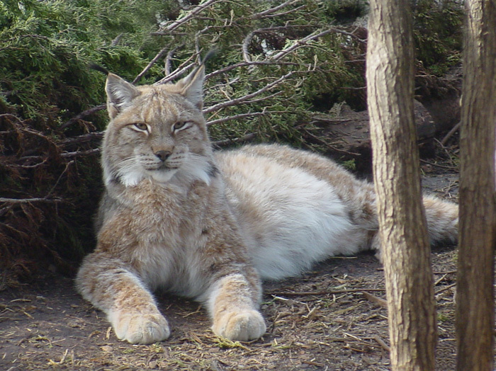 lynx