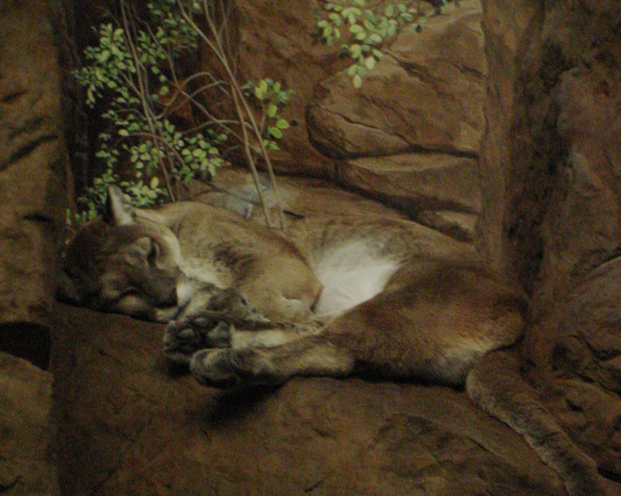 puma