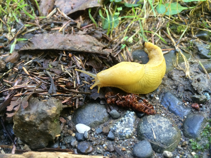 Acolumbianus1