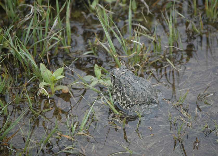 Bufocognatus1