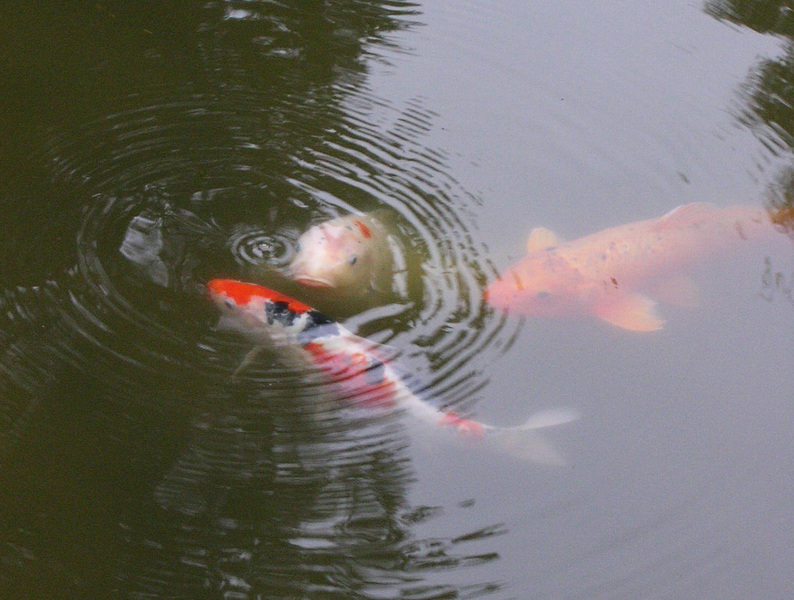 Koi