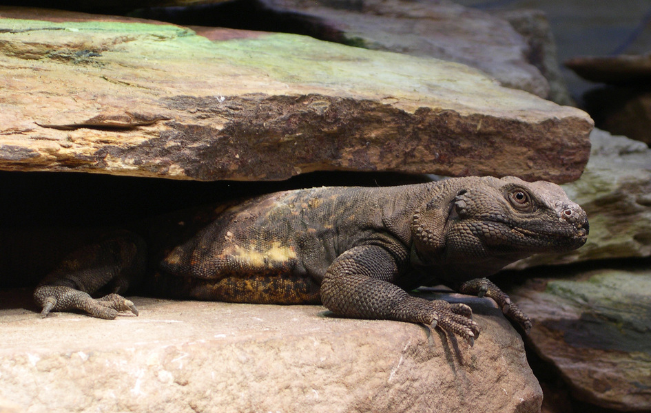 Sauromalus_ater