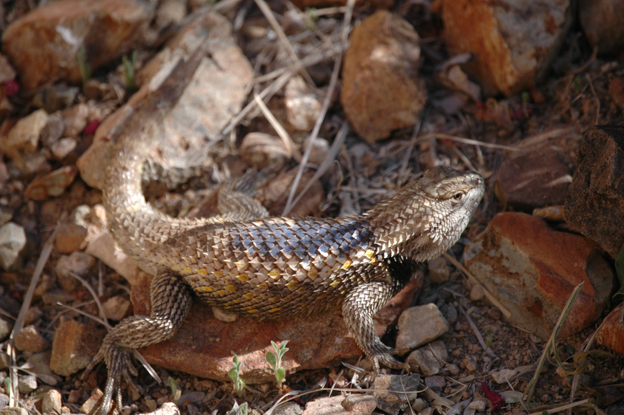 Sceloporus_magister2