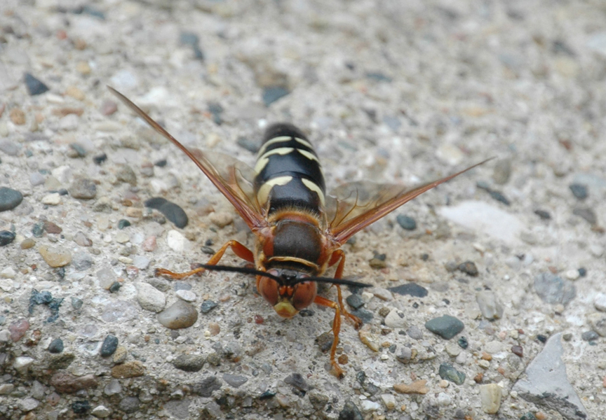Sspeciosus2