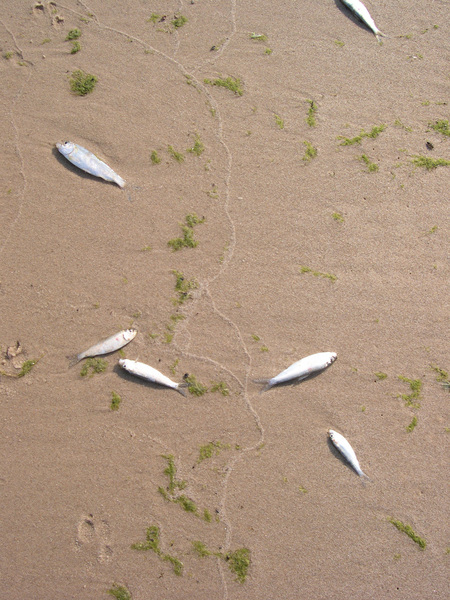 alosa