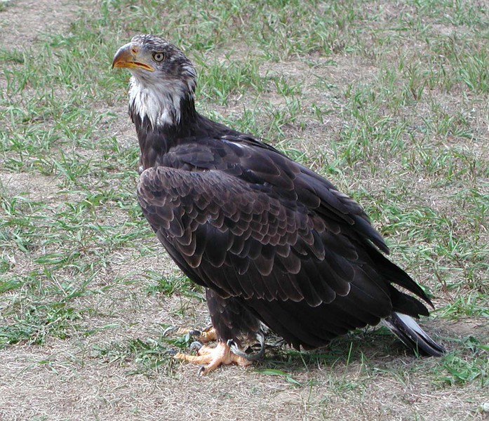 baldeagle