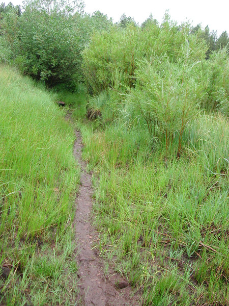 beavertrail