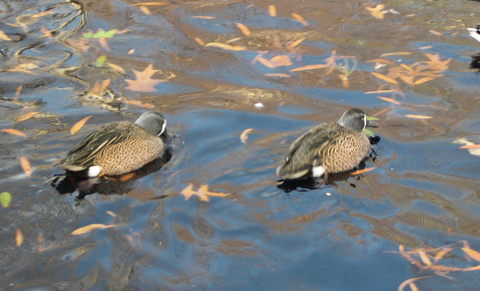 blue_wingedteal