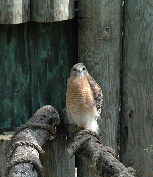buteo_lineatusfl