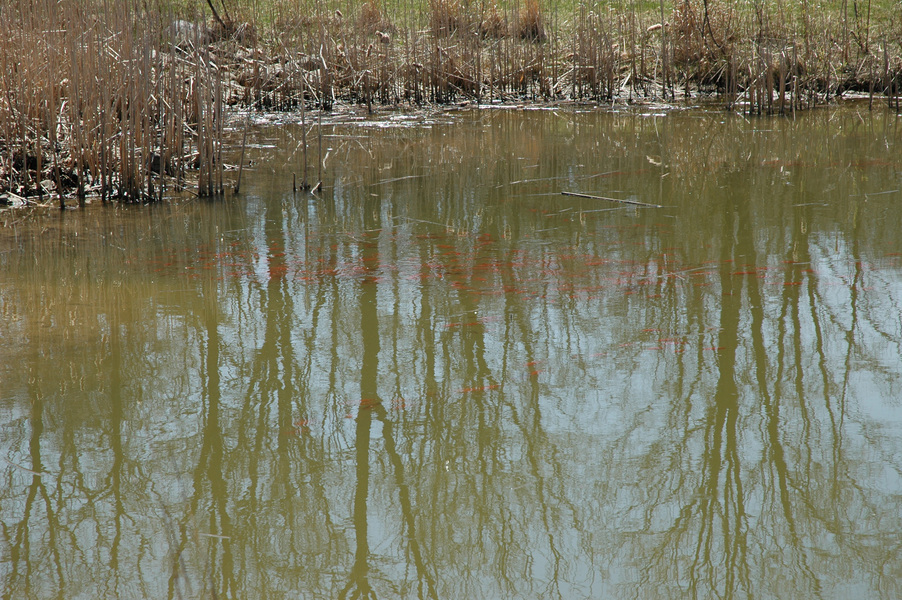 carp_school