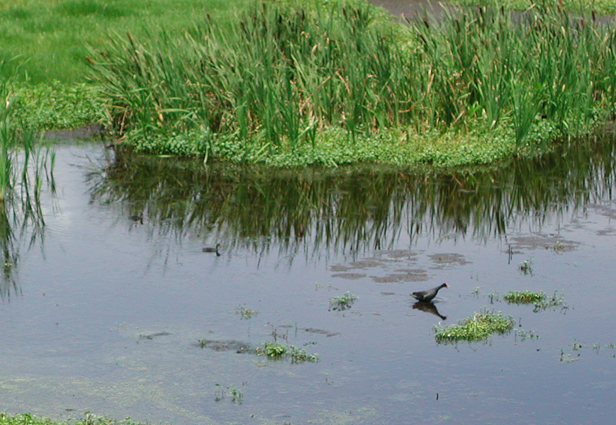 coots