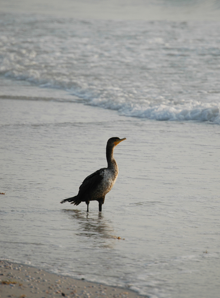 cormorantCL1