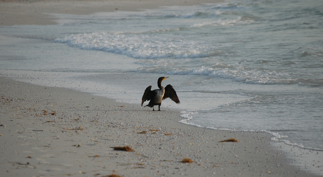 cormorantCL2