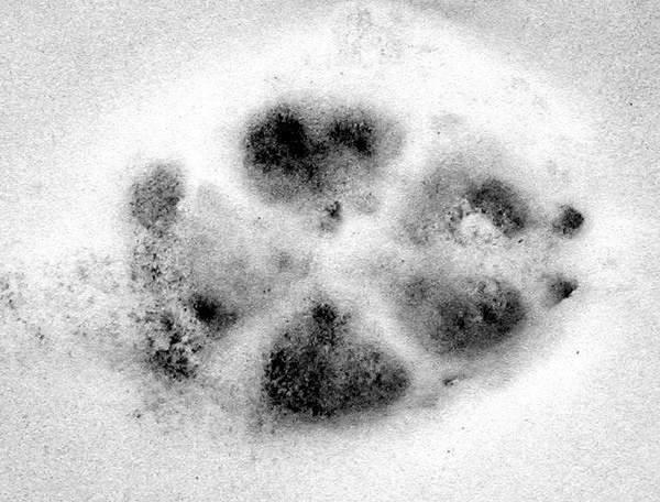 coyotetrack