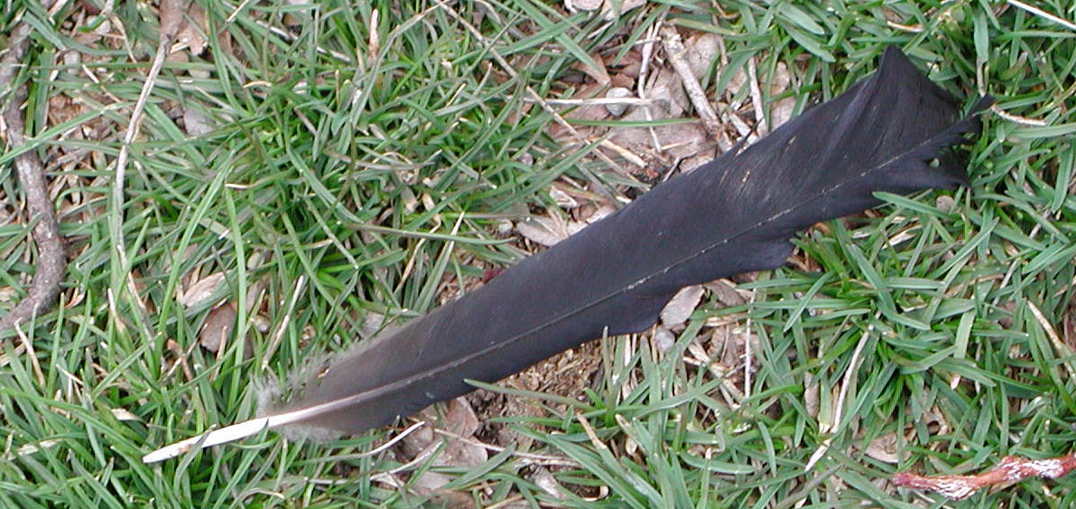 crowfeather1