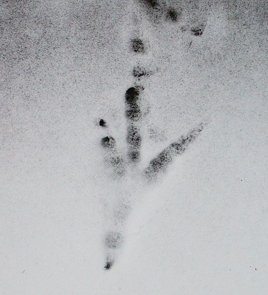 crowtrack