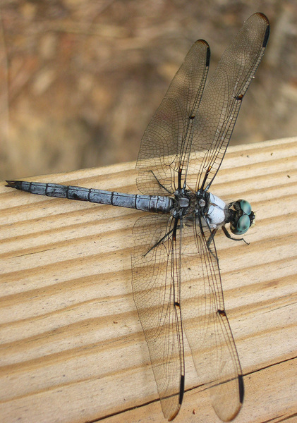 dragonfly4