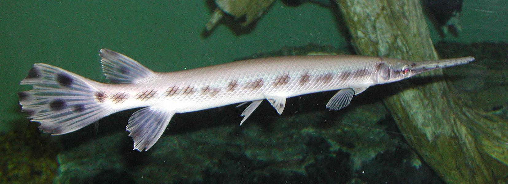 gar