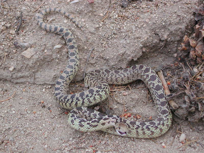gophersnake2