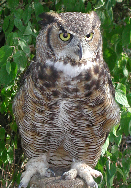 greathornedowl
