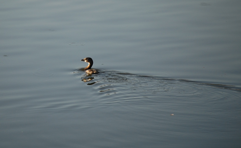 grebe11