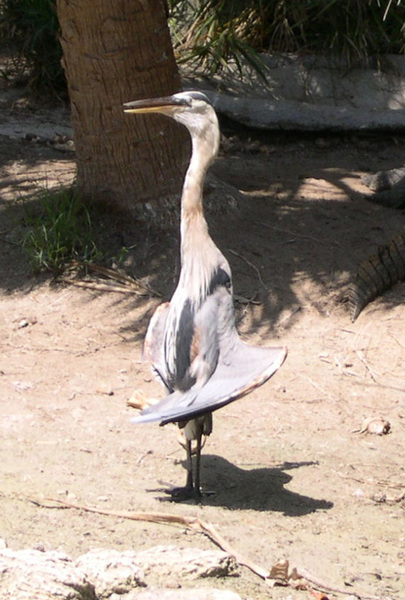 heron1