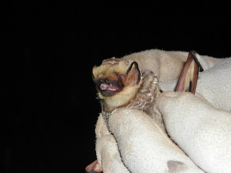 hoarybat