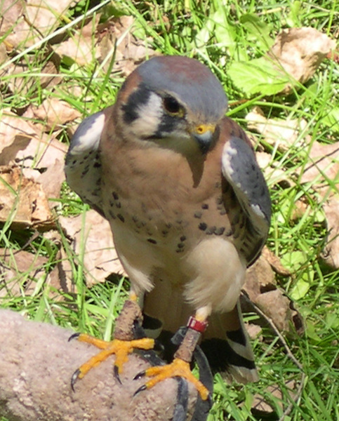 kestrel_male3