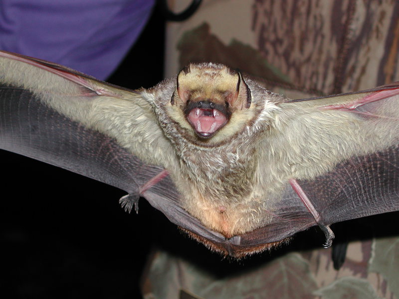 l_cinereus