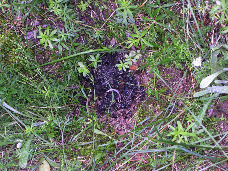 martenlatrine