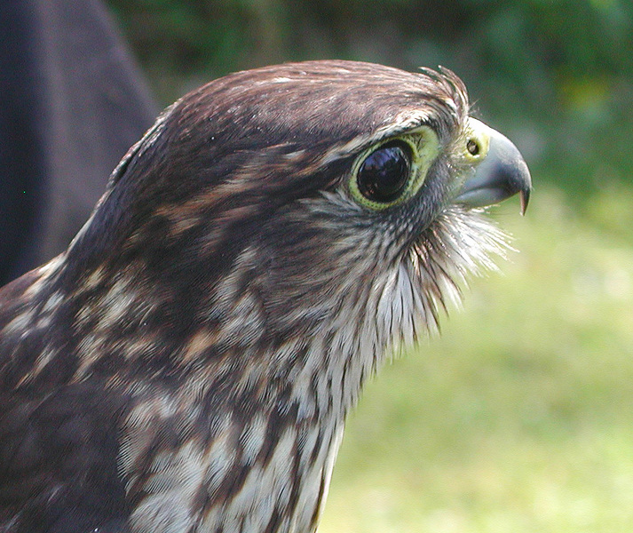 merlin2