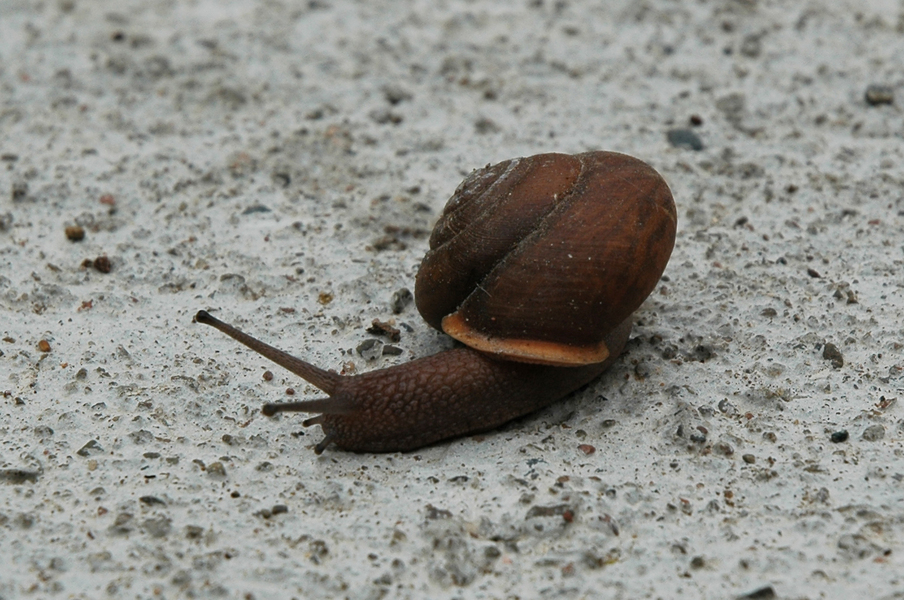 neohelixalbolabris