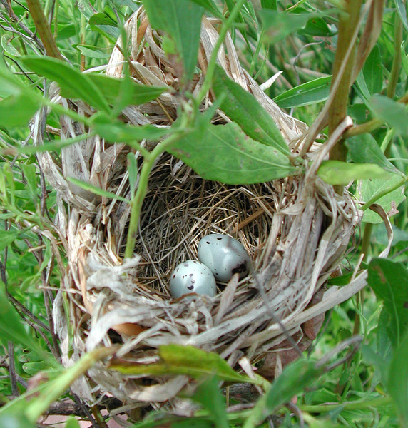 nest
