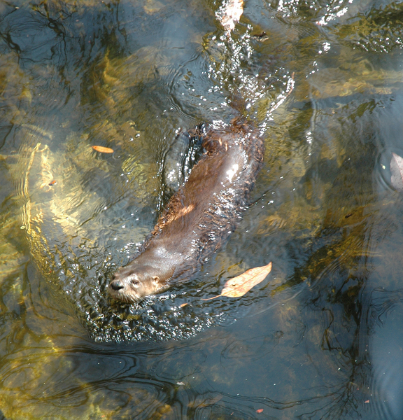 otterfl4