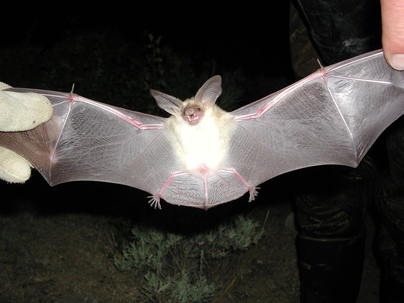 pallidbat
