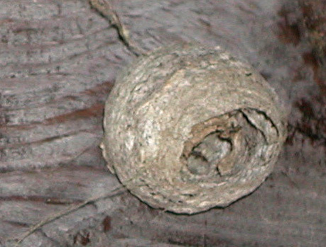 paperwasp