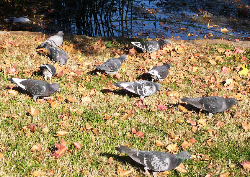 pigeons