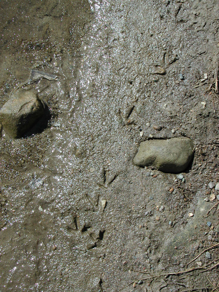 ploverprints