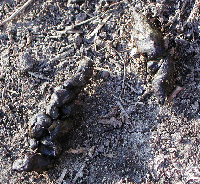 raccoonscat