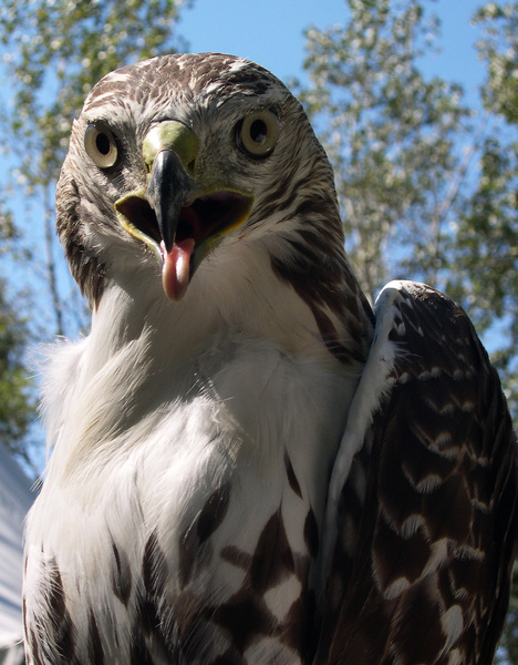 red_tail_juv