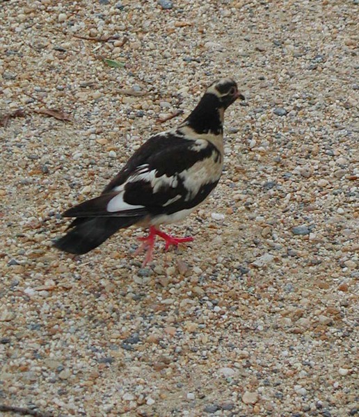 rockdove